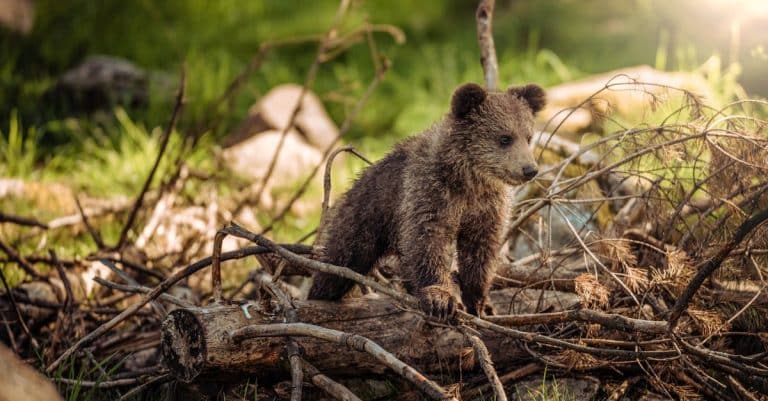 Quels parcs animaliers visiter pour des sorties en famille ?